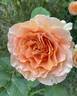 Honey Perfume ™ rose photo