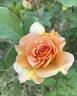 Honey Perfume ™ rose photo