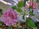 Old Blush rose photo