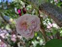 Romantic Siluetta rose photo