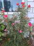 Sweet Revenge rose photo