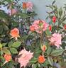 Sweet Revenge rose photo