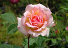 Janet rose photo
