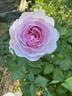 Olivia Austin rose photo
