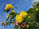 Moonlight rose photo