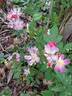 Rosy Boom rose photo