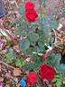Robert Pineau rose photo