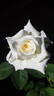 Tineke rose photo