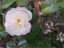 Swany ® rose photo