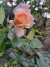 Rosa del Camino de Santiago ® rose photo