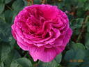 Othello rose photo
