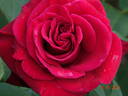 Claret rose photo