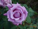 Charles de Gaulle ® rose photo