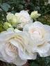 Shirley's Bouquet rose photo