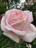Amazing Grace ™ rose photo