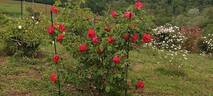 Bonn rose photo
