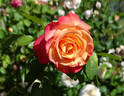 Summer of Love rose photo