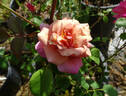Pam's Choice rose photo