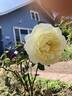 Princess Buttercup™ rose photo
