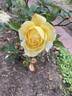 Princess Buttercup™ rose photo