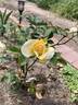 Princess Buttercup™ rose photo