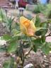 Princess Buttercup™ rose photo