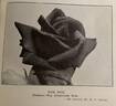 Earl Haig rose photo
