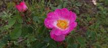 Flora McIvor rose photo