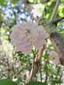 Romantic Siluetta rose photo