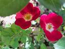 Friendly rose photo