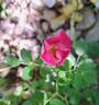 Friendly rose photo