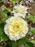 Easter Basket rose photo