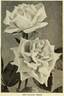 Bon Silène rose photo