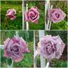 Charles de Gaulle ® rose photo