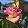 Lynn Anderson rose photo