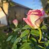 Lynn Anderson rose photo
