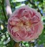 Silas Marner rose photo