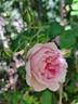 Silas Marner rose photo