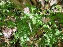 Rosy Boom rose photo