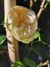 Palais Royal ® rose photo