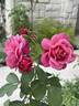 Queen of Elegance ™ rose photo