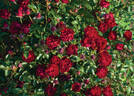Coral Pixie rose photo