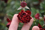 Coral Pixie rose photo