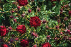 Coral Pixie rose photo