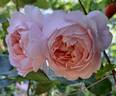 Wildeve rose photo