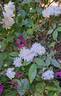 Snow Goose rose photo
