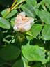 Cuisse de Nymphe Émue rose photo