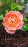 Orange Glow™ Knock Out® rose photo