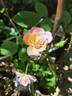 Bordure Nacrée ® rose photo