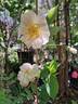 Malvern Hills ® rose photo